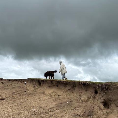 “一次野生”—— 藏犬嘉么什