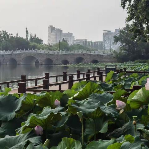 莲之韵（通师二附 孙安晴）