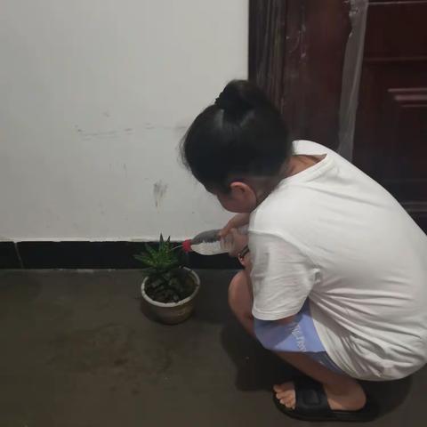 我和我的芦荟