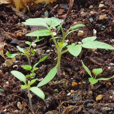 小番茄种植记