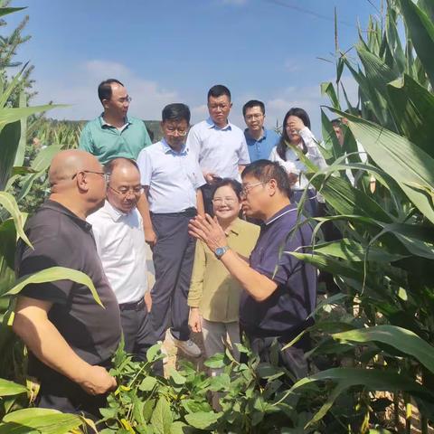 农业农村部指导调研组莅临延安市宝塔区指导秋粮生产工作