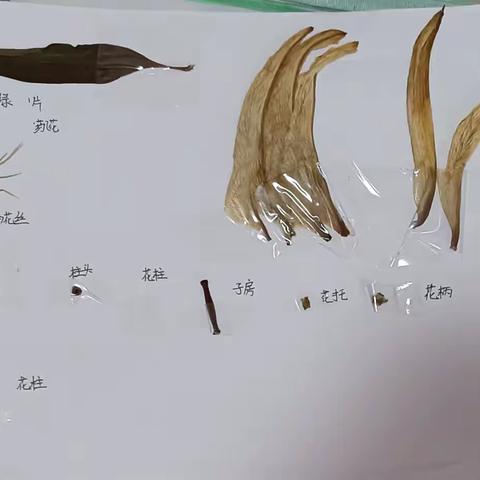 生物作业