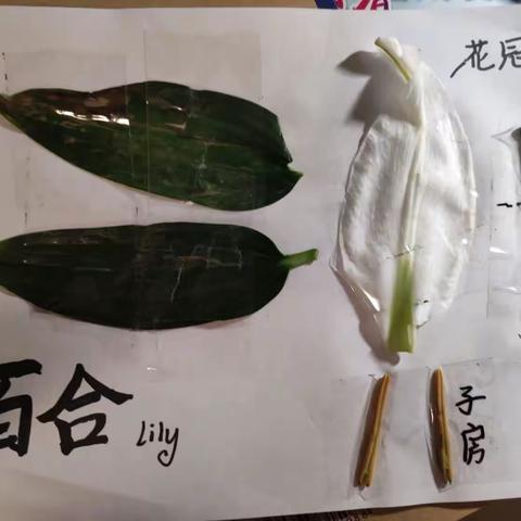 生物作业   曹心蕊