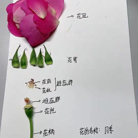 月季花的解剖