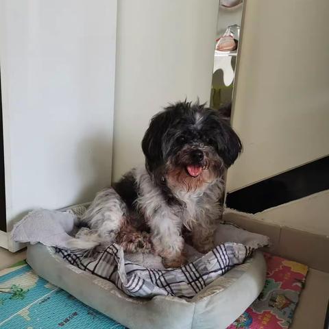 我想养一只小狗