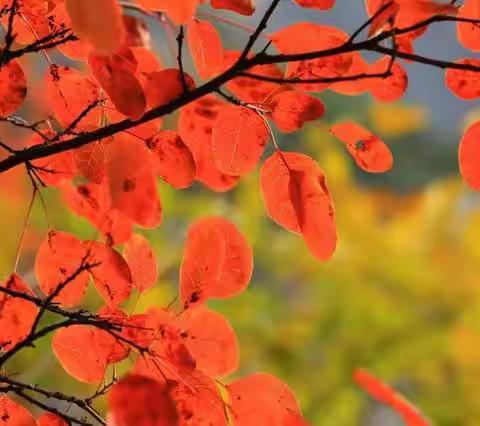 缤纷的金秋，相约娲皇谷，赏最美红叶和网红梦幻粉黛草一日游