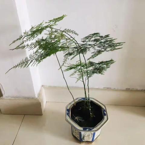 观察植物