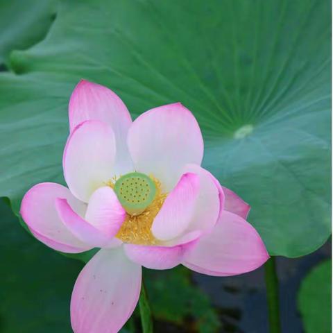 观荷（通师二附六(3)班 王钺)