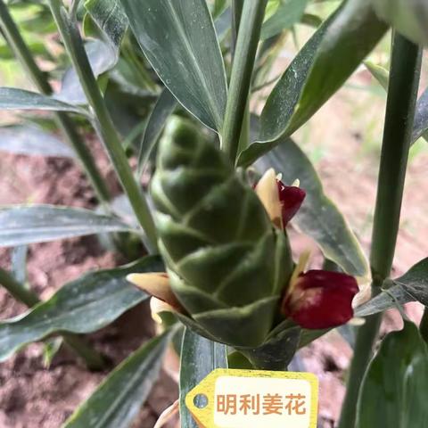 明利蔬菜生产的全国名特优新农产品“莱芜小姜”鲜姜，见过生姜见过姜花吗？莱芜姜嬴健康。（莱芜古时称嬴县）！
