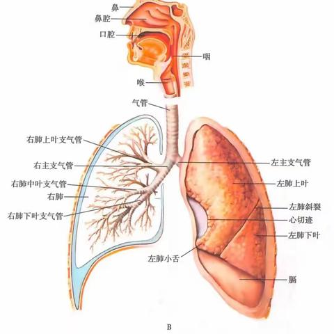 人体呼吸科普      382班樊奕晨