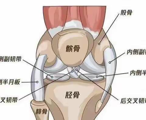 膝关节骨关节炎