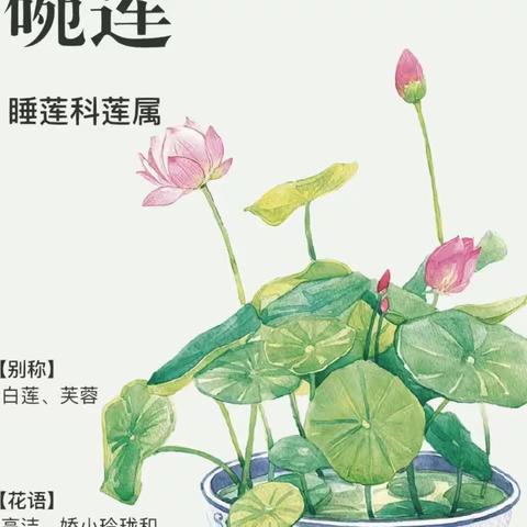 碗莲种植记