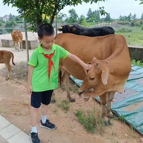 红领巾来走家乡，爱国爱家立龙德