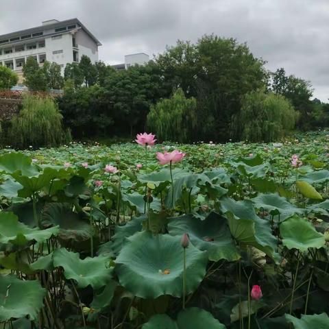 江美中学86届同学会开展庆祝37周年纪念活动！