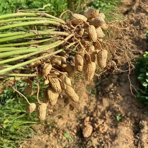 五年(8)班 林宗祺  拔花生