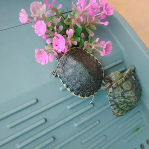 🐢养殖日记