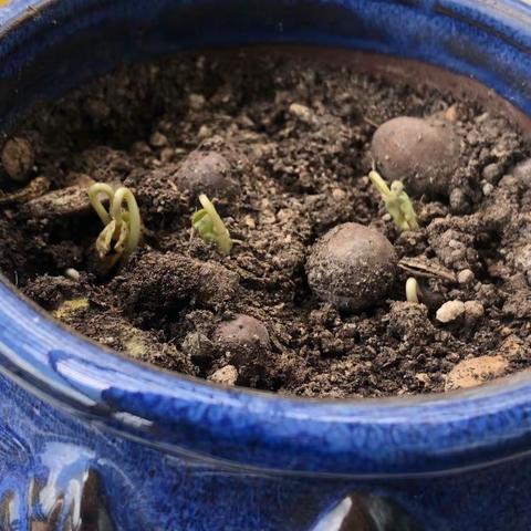 种植牵牛花——戴妍希