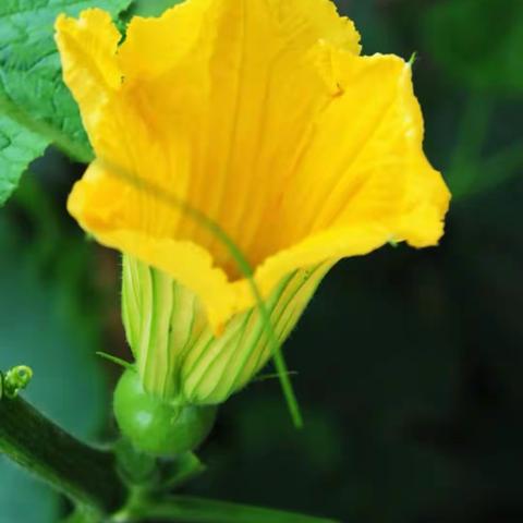 南瓜花开了