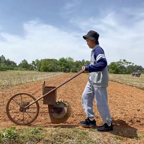 种花生