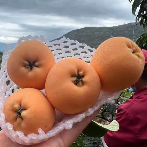 枇杷管理技术要点，水肥管理及病虫害预防