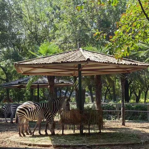 鸟语蝉鸣，万物葱茏