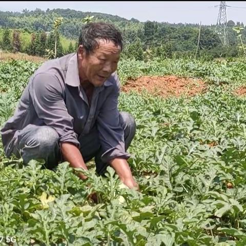 洪桥村—水果大拼盘，等你来拼！