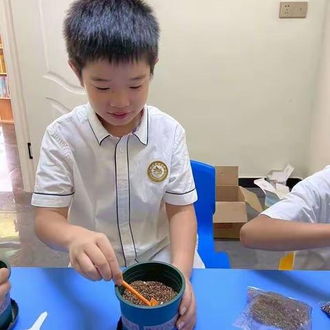 种植向日葵———金子昊