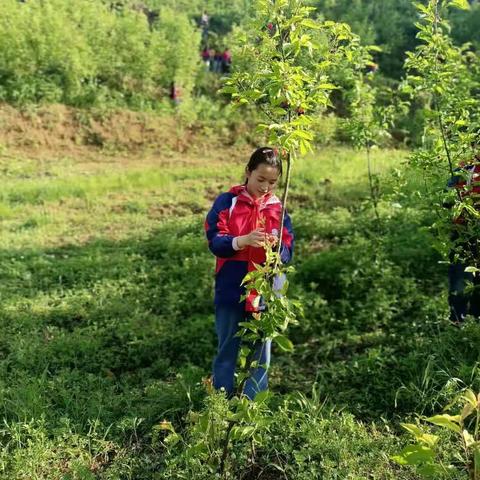 以麦小学劳动实践基地之樱桃熟了…