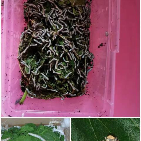 476班张倩荣暑期生物作业