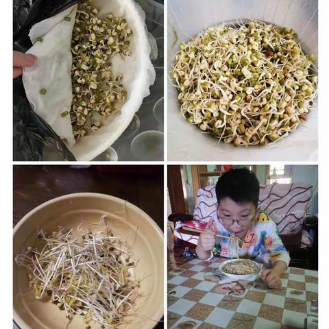 自己动手发豆芽