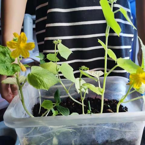 我的科学观察日志——黄瓜种植（三8班洪歆娈）