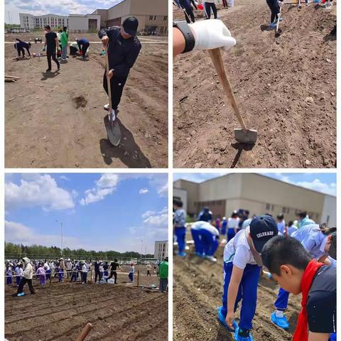 吉大慧谷学校首届学生种植采摘义卖活动🌾