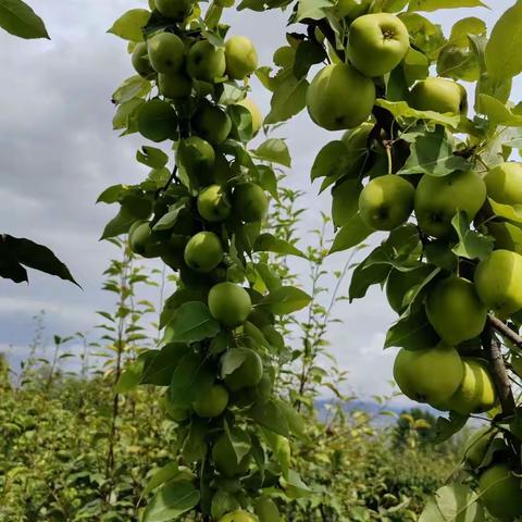 贵德县瑞祥樱桃繁育有限公司
