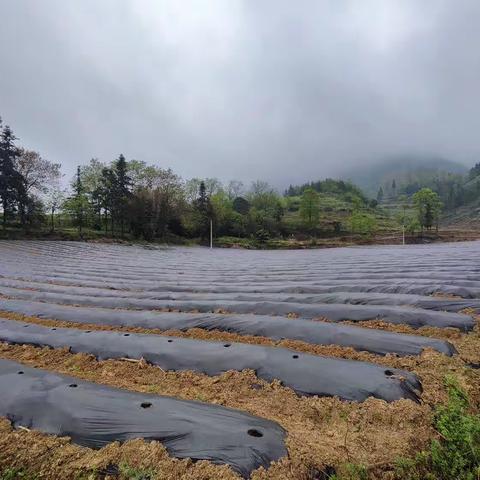 春雨贵如油，烟农移栽忙