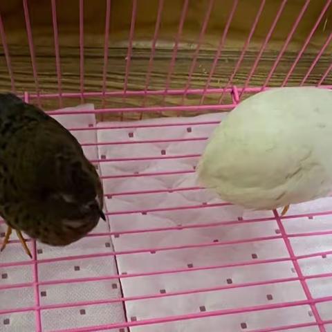 长不大的芦丁鸡