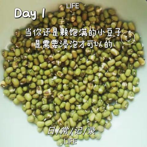 播种希望，收获成长！——豆芽成长记