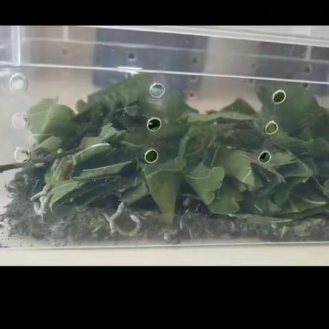 生物实验（468班王梓嘉）