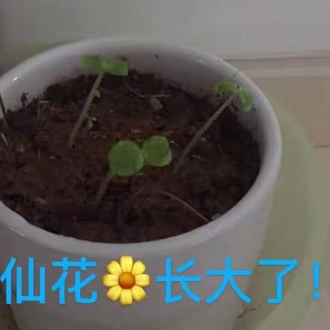 凤仙花成长日记