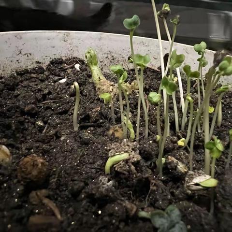 2023年暑假种植牵牛花