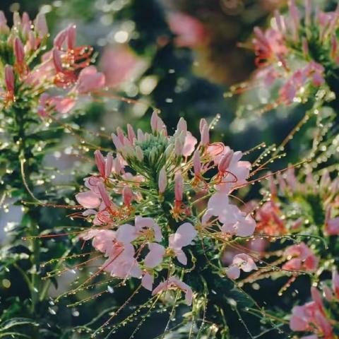 ［附中学子这样过暑假］微观植物世界 悟生命之绚烂——忻州师范学院附属中学2022级7班张馨粮