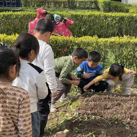 欢歌笑语，蒜香劳动：一年级点亮校园的勤劳之光