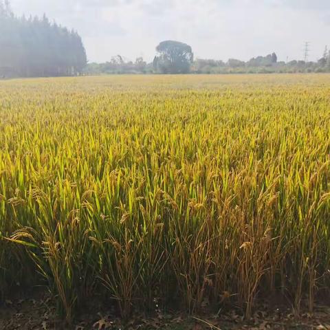 “薯”与你的金色秋天