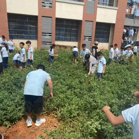 采摘落花生，共享劳动甜——金华市荣光学校五年级组劳动实践活动