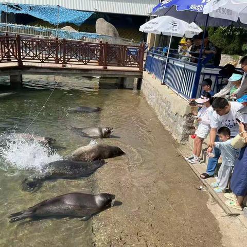 烟台游记  之  海豹馆