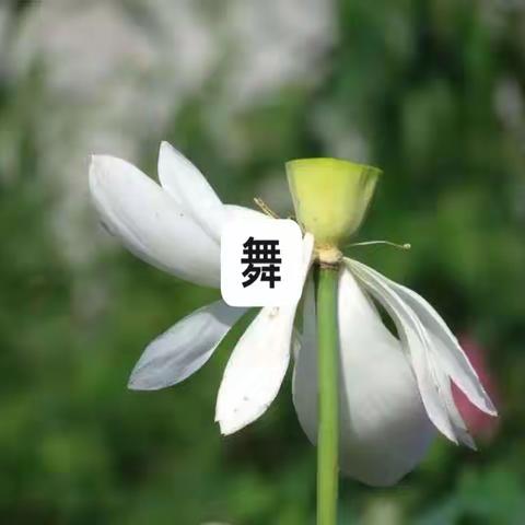 夏荷