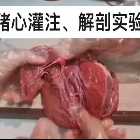 生物研究实验：猪心灌注实验和解剖