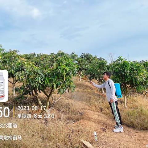 百色芒果嫩梢蓟马-库治马®应用实验