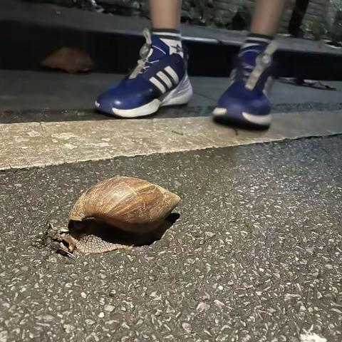 非洲大蜗牛🐌