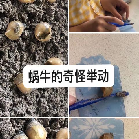 蜗牛的奇怪举动