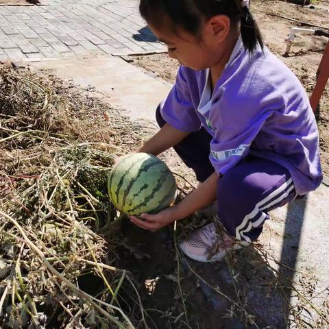 【大一班】快乐采摘，甜蜜分享